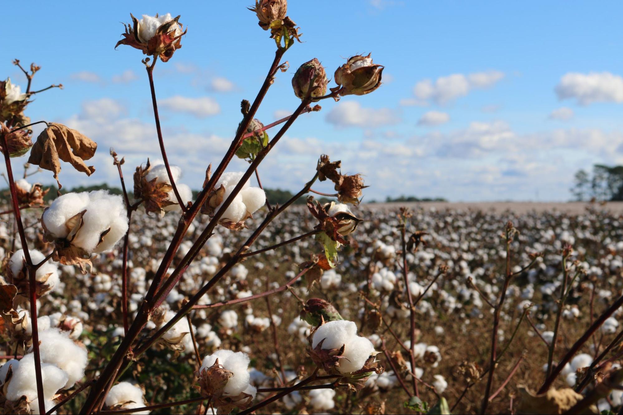 Withered crops